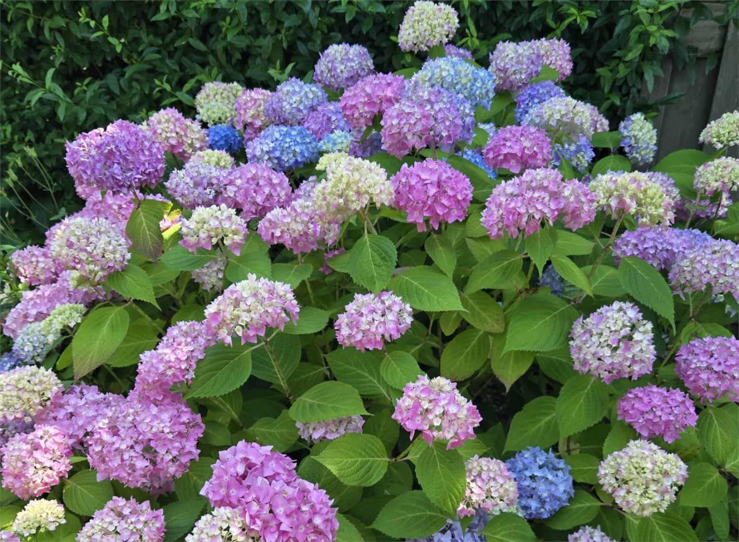 Tag des Garten